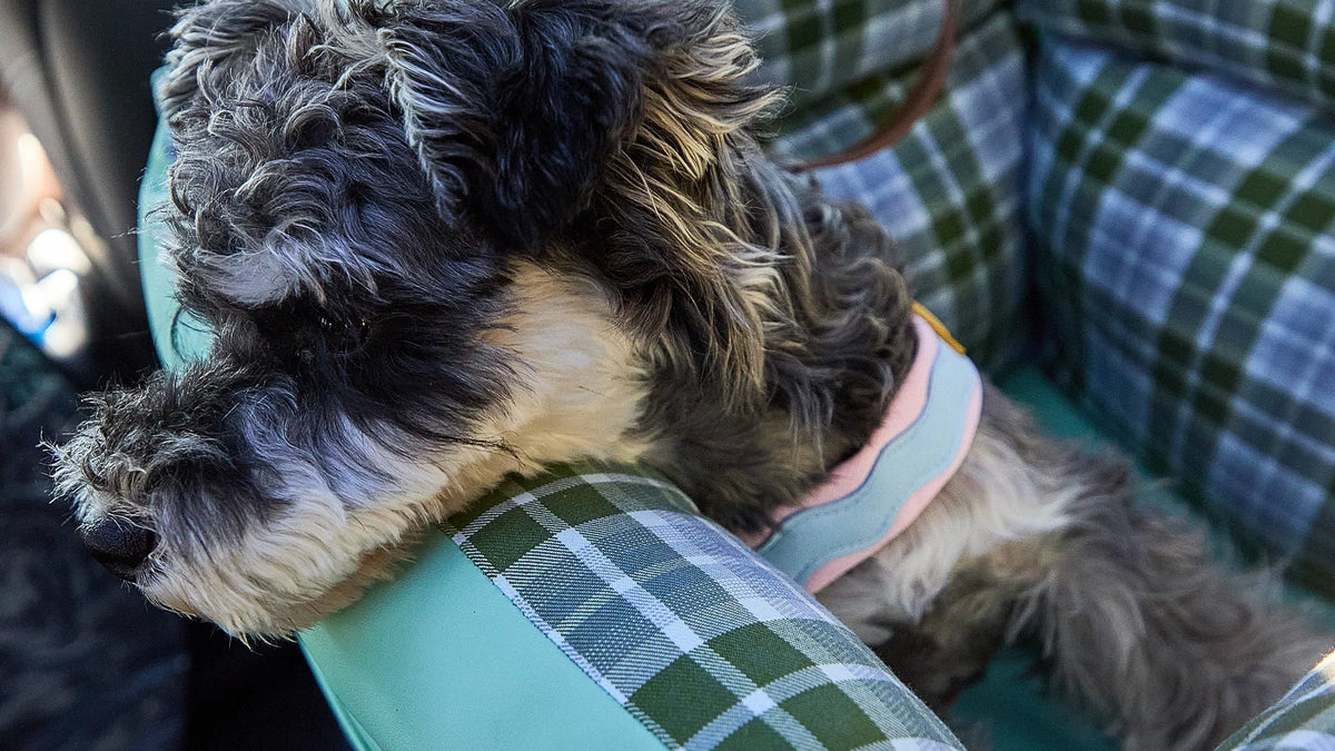 Miniature Schnauzer wearing a harness resting in a green plaid booster dog car seat