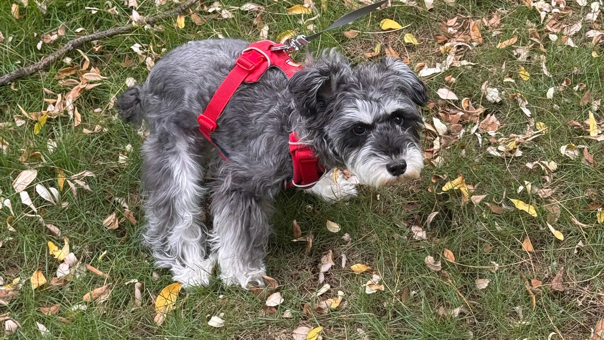 Small dog wearing a red harness standing outdoors on grass