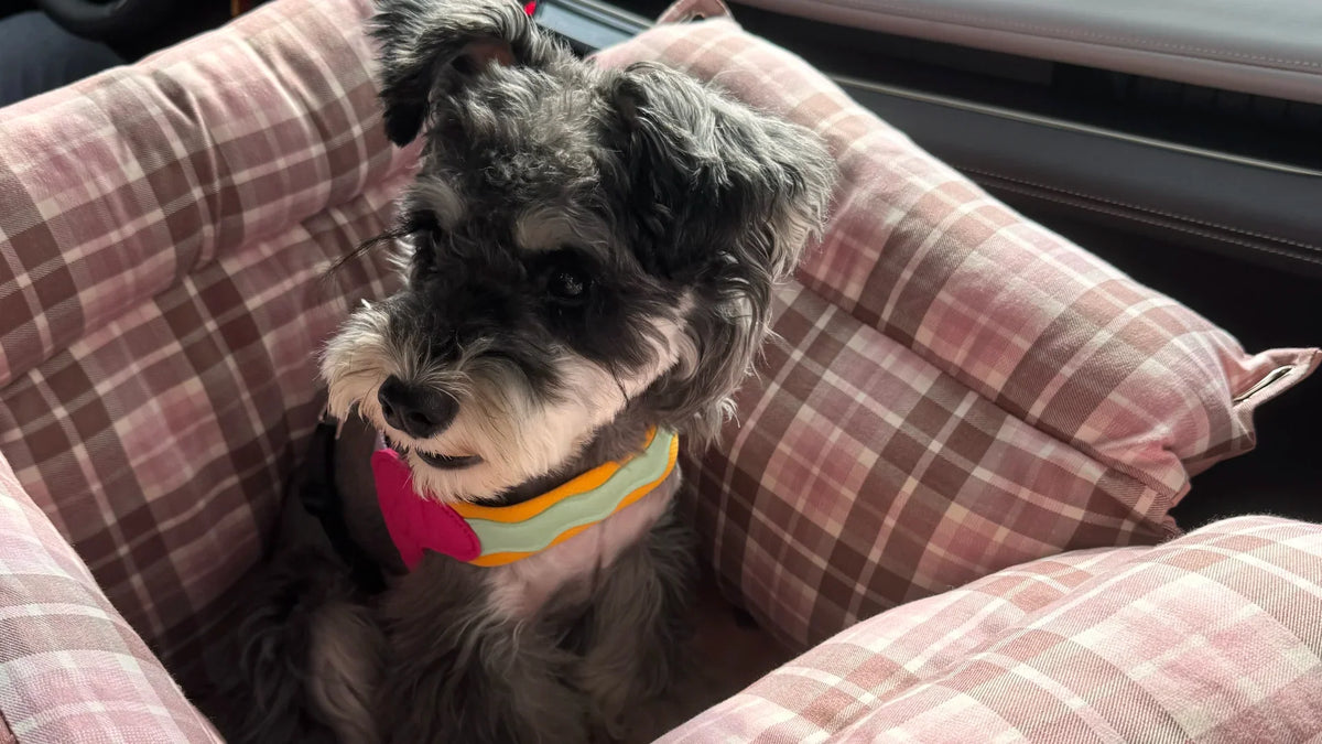 Miniature Schnauzer sitting in a protective pink plaid dog car booster seat to prevent leather seat scratches.