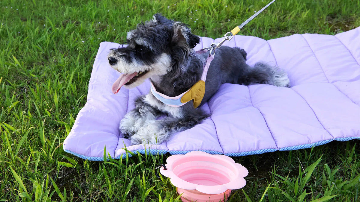 Small dog wearing a harness lying on a portable travel mat on the grass