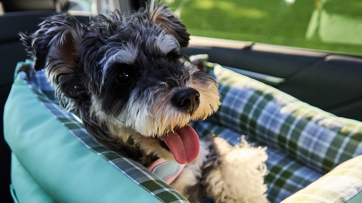Dog resting comfortably in a car seat booster during a road trip