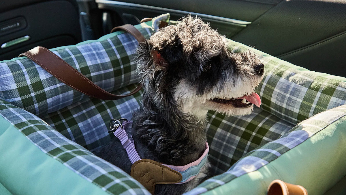 Small dog resting comfortably in a secured back seat dog car bed