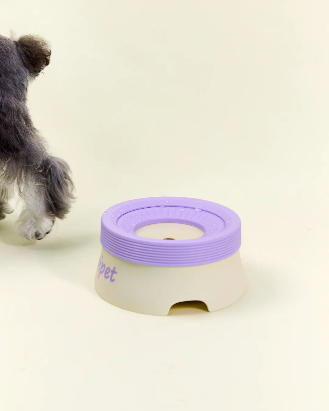 CharPaw anti-splash floating disk pet water bowl for dogs and cats