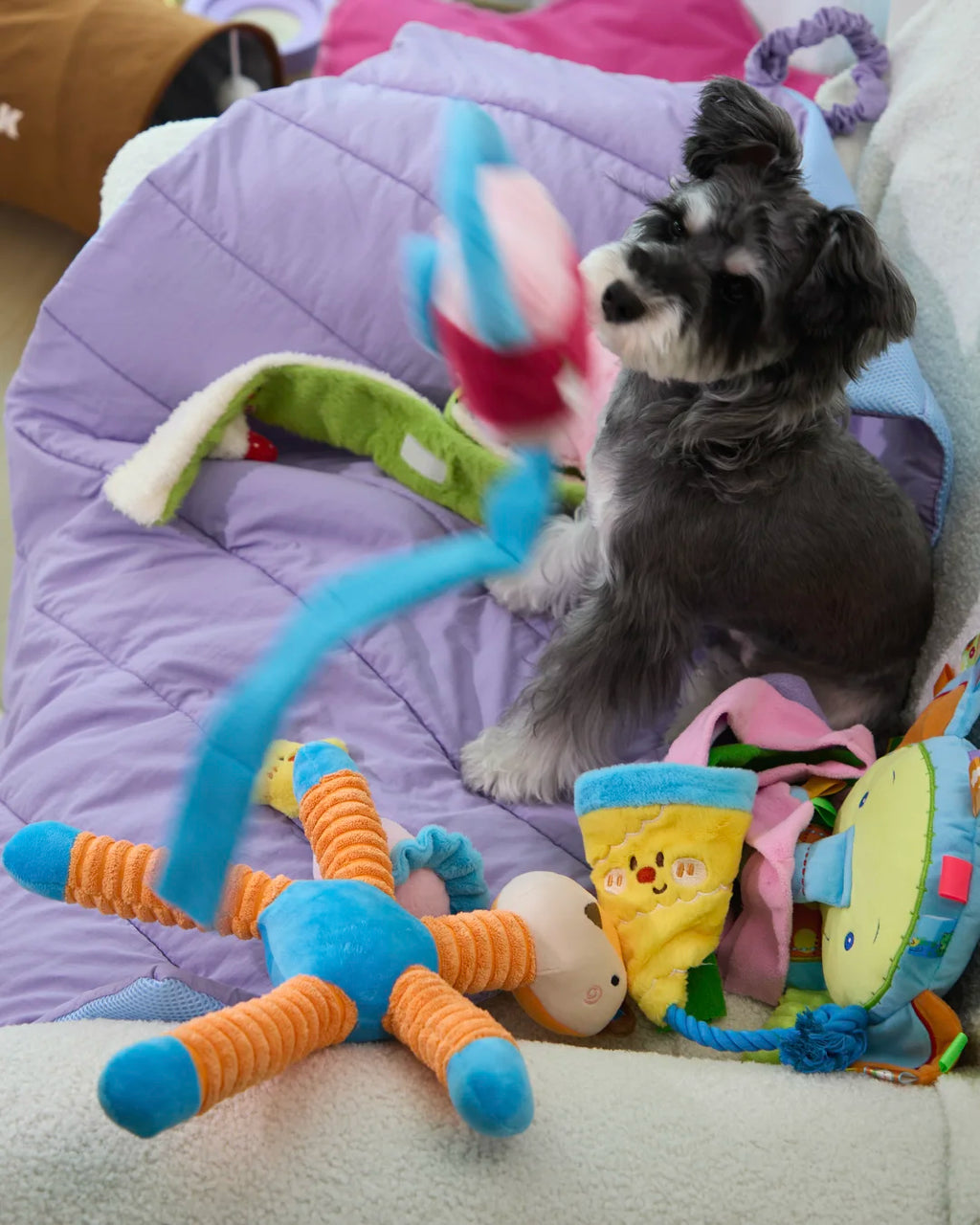 Schnauzer dog playing with CharPaw plush squeaky snuffle toys on purple blanket