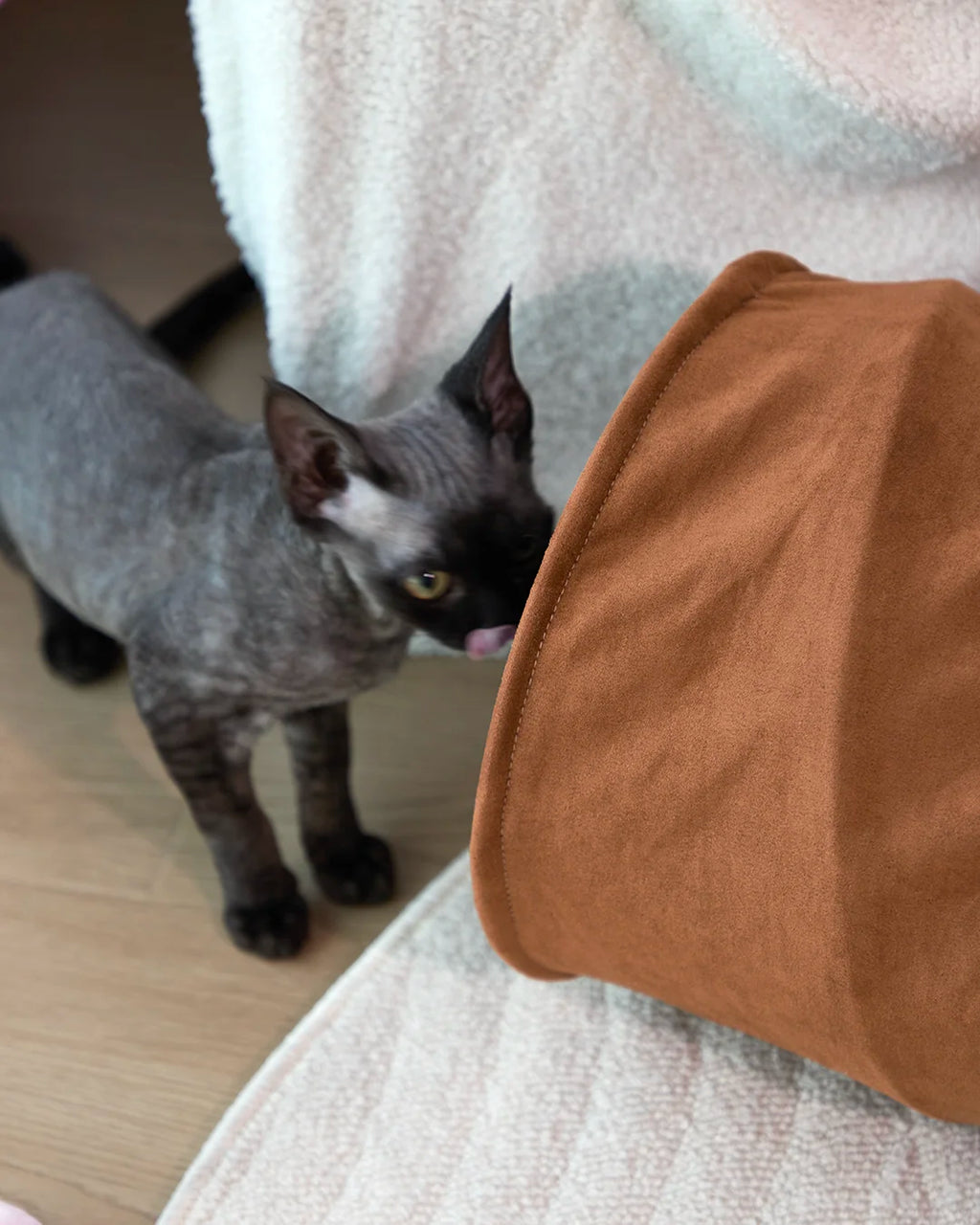 Kitten peeking out from CharPaw plush cat tunnel opening