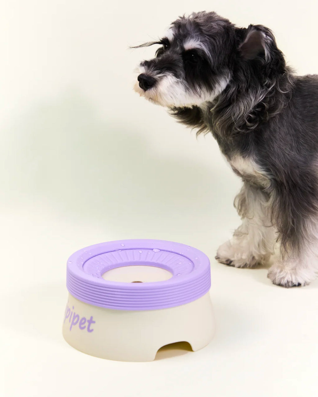 Schnauzer dog drinking from CharPaw Purple anti-splash water bowl to prevent wet mouth