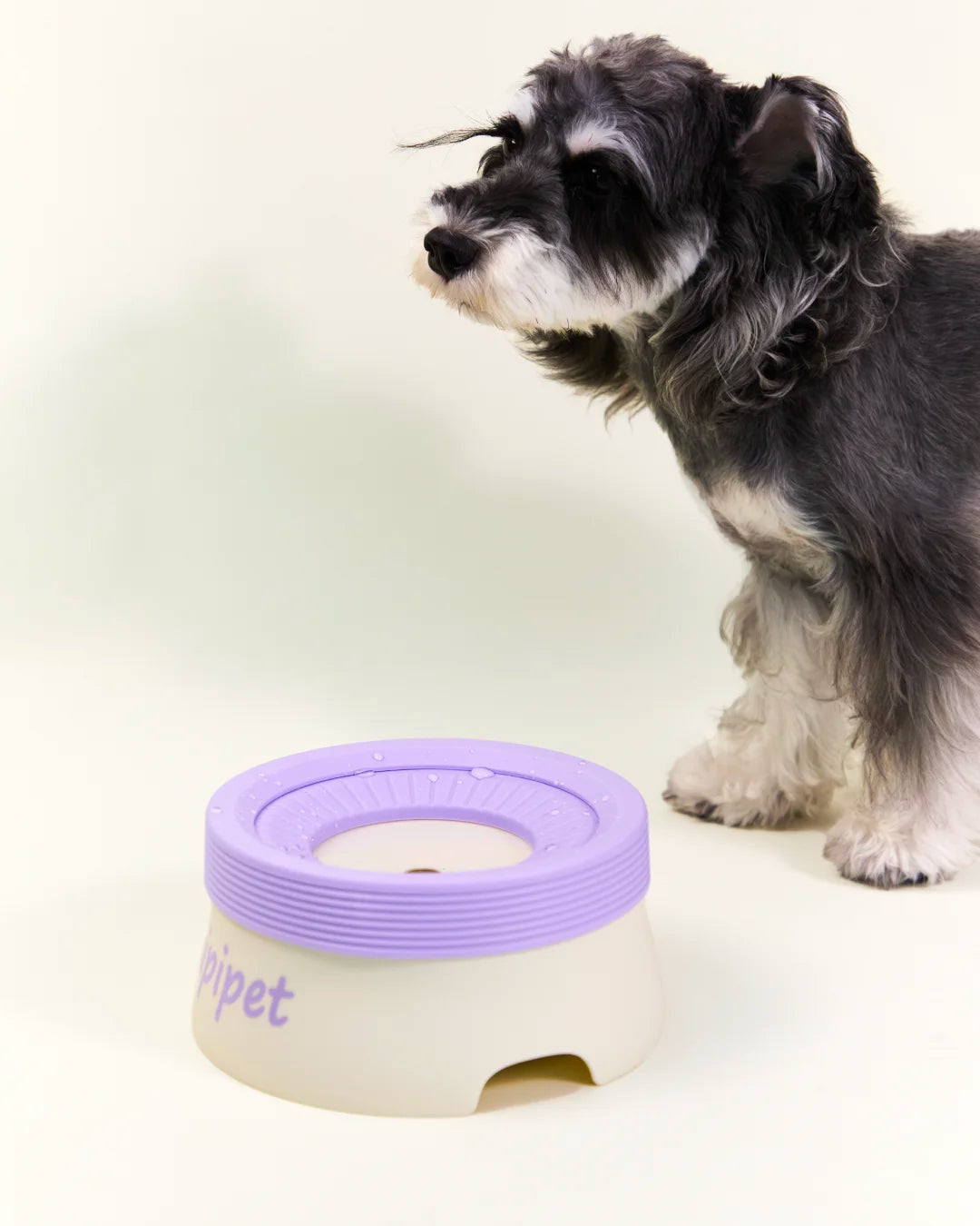 Schnauzer dog drinking from CharPaw Purple anti-splash water bowl to prevent wet mouth