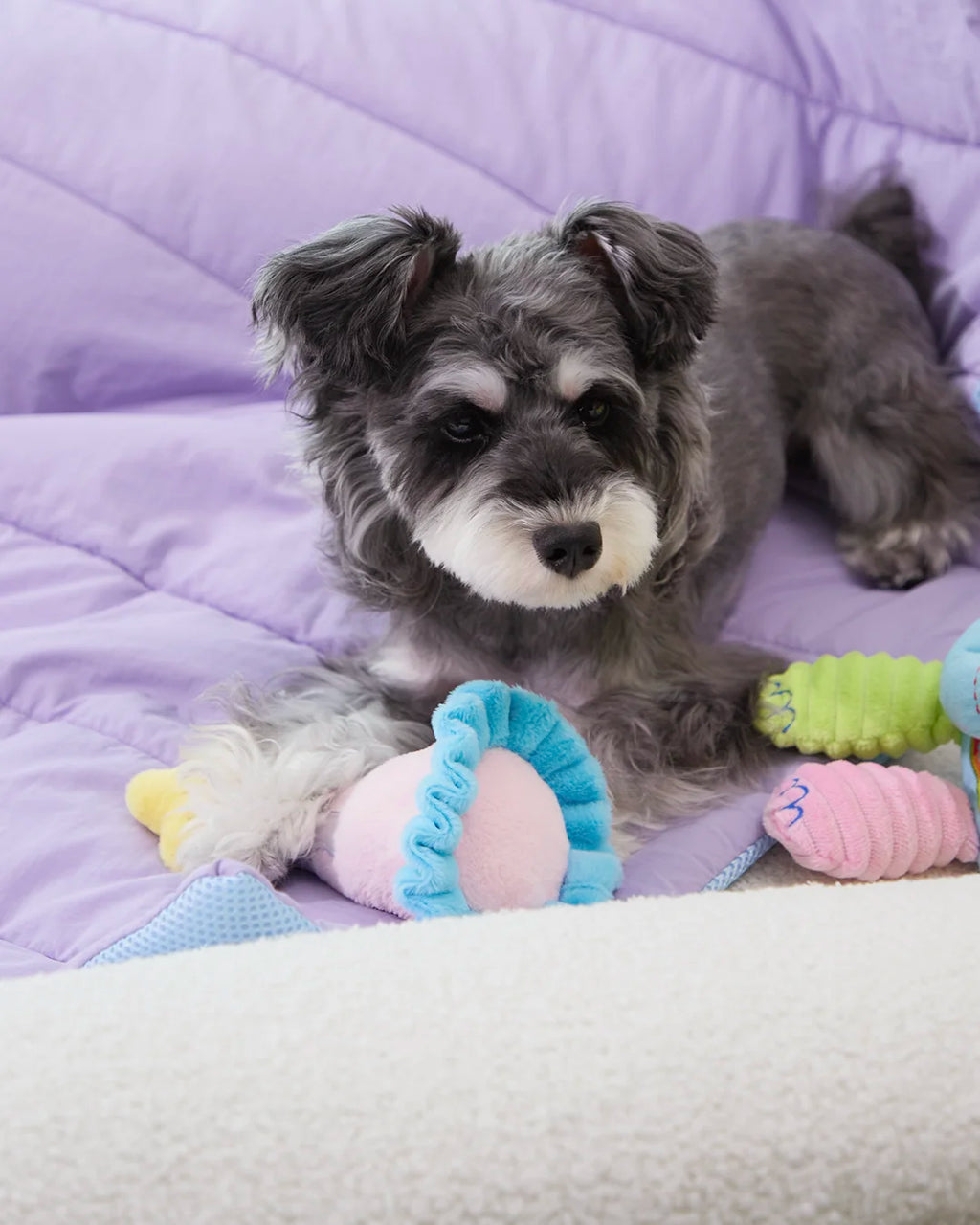 Small dog resting with CharPaw interactive plush toys on soft pet bed