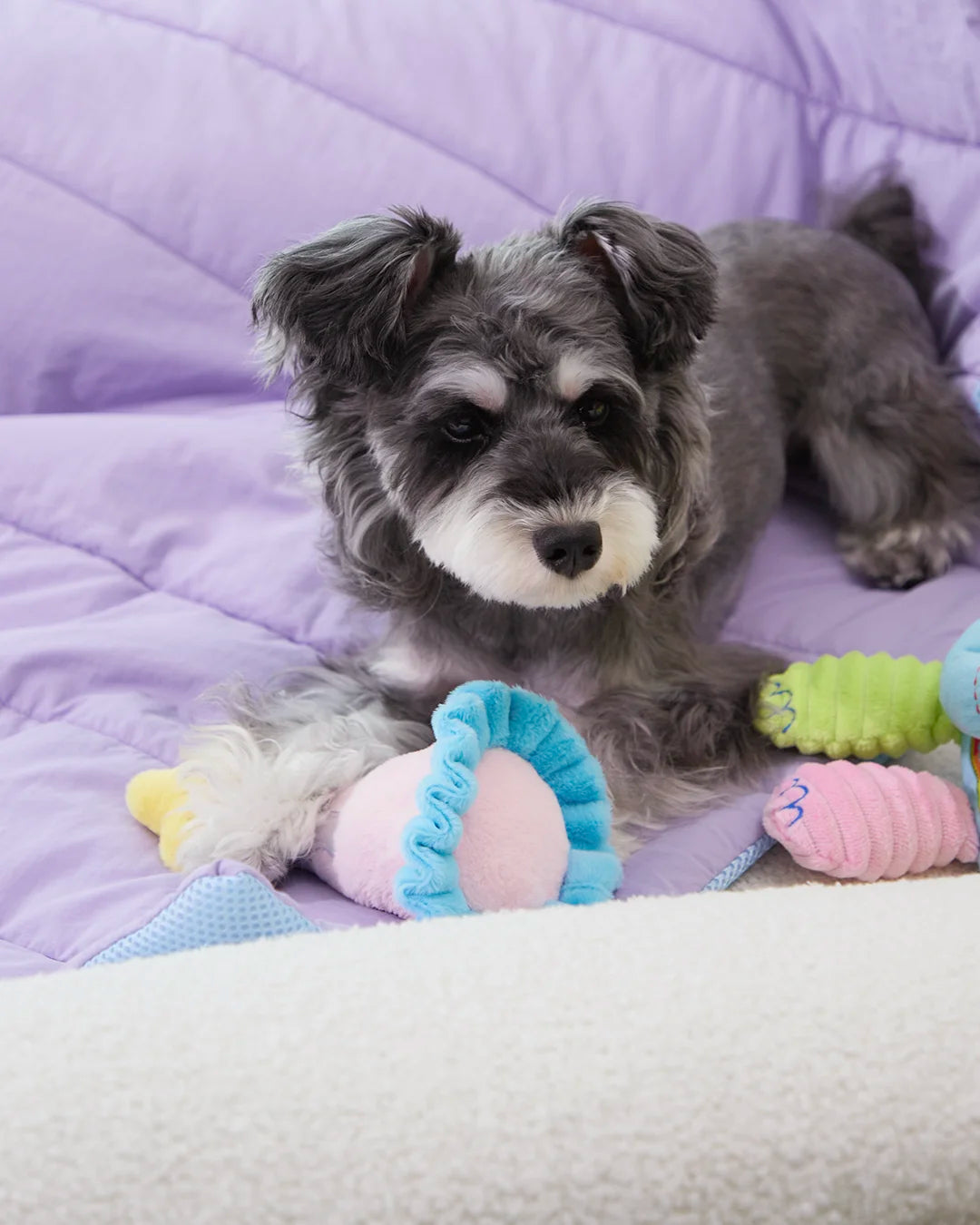 Small dog resting with CharPaw interactive plush toys on soft pet bed