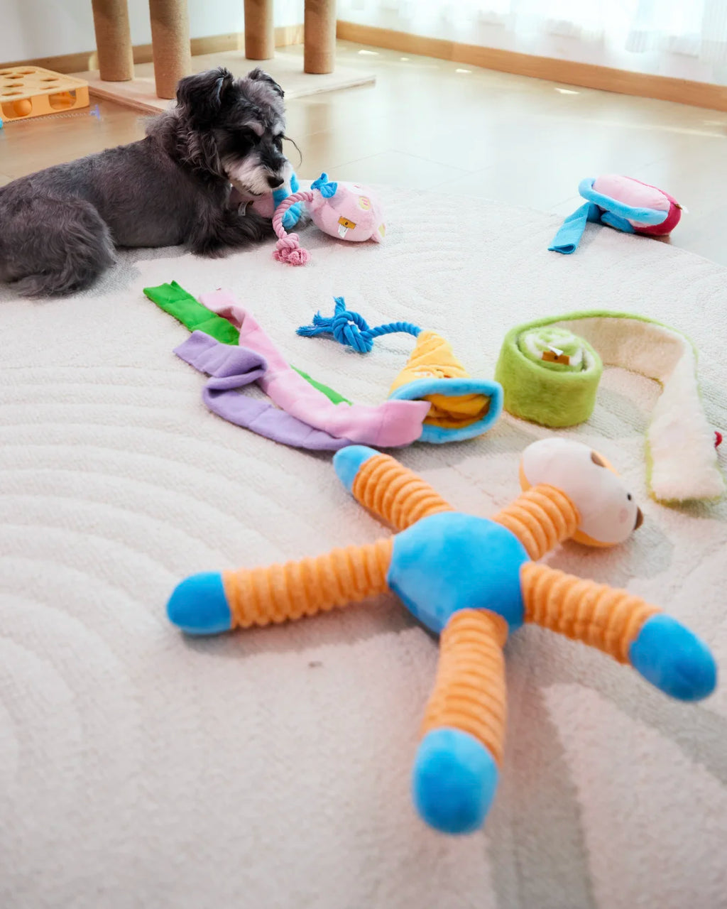 Small dog chewing and playing with CharPaw plush squeaky tug toy on carpet