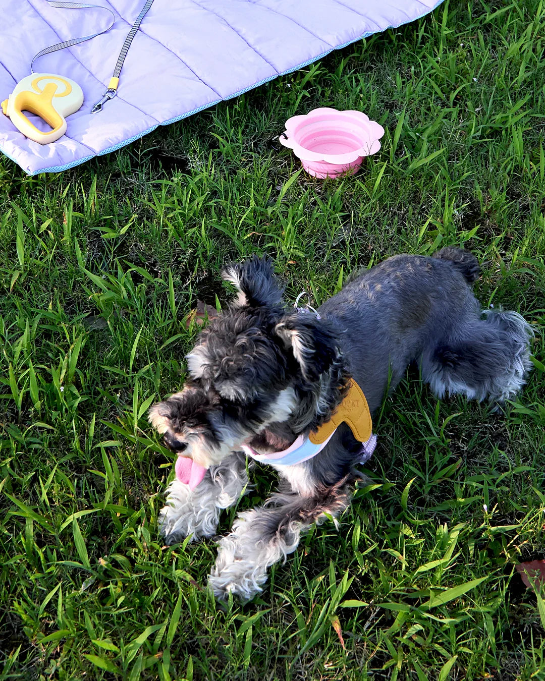 Small dog resting on grass near a pink collapsible flower pet bowl