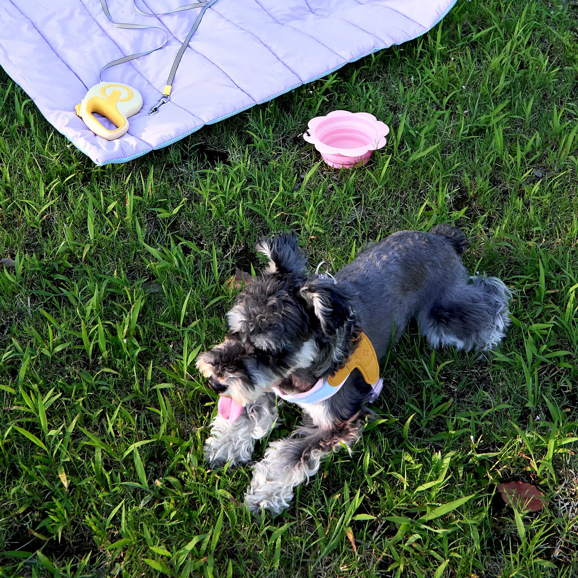 Small dog resting on grass near a pink collapsible flower pet bowl