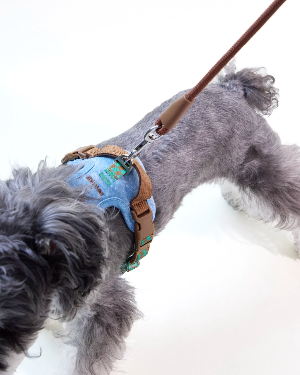Close-up of a small dog wearing an embroidered denim harness