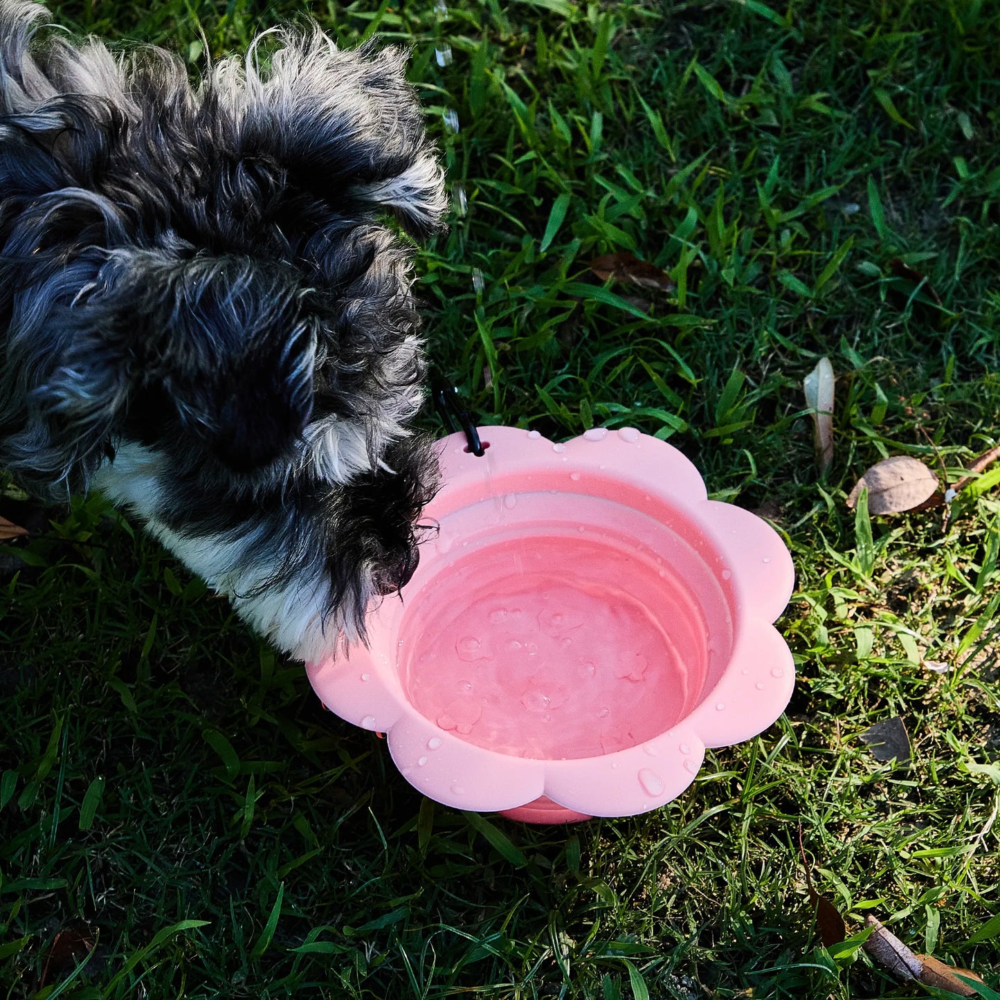 Small dark dog drinking water outdoors from a pink collapsible flower pet bowl