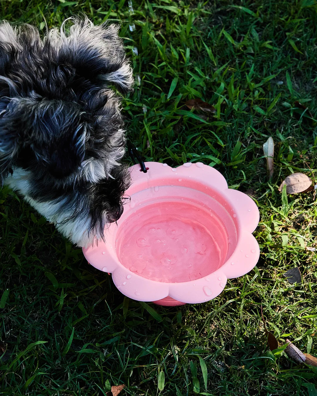 Small dark dog drinking water outdoors from a pink collapsible flower pet bowl