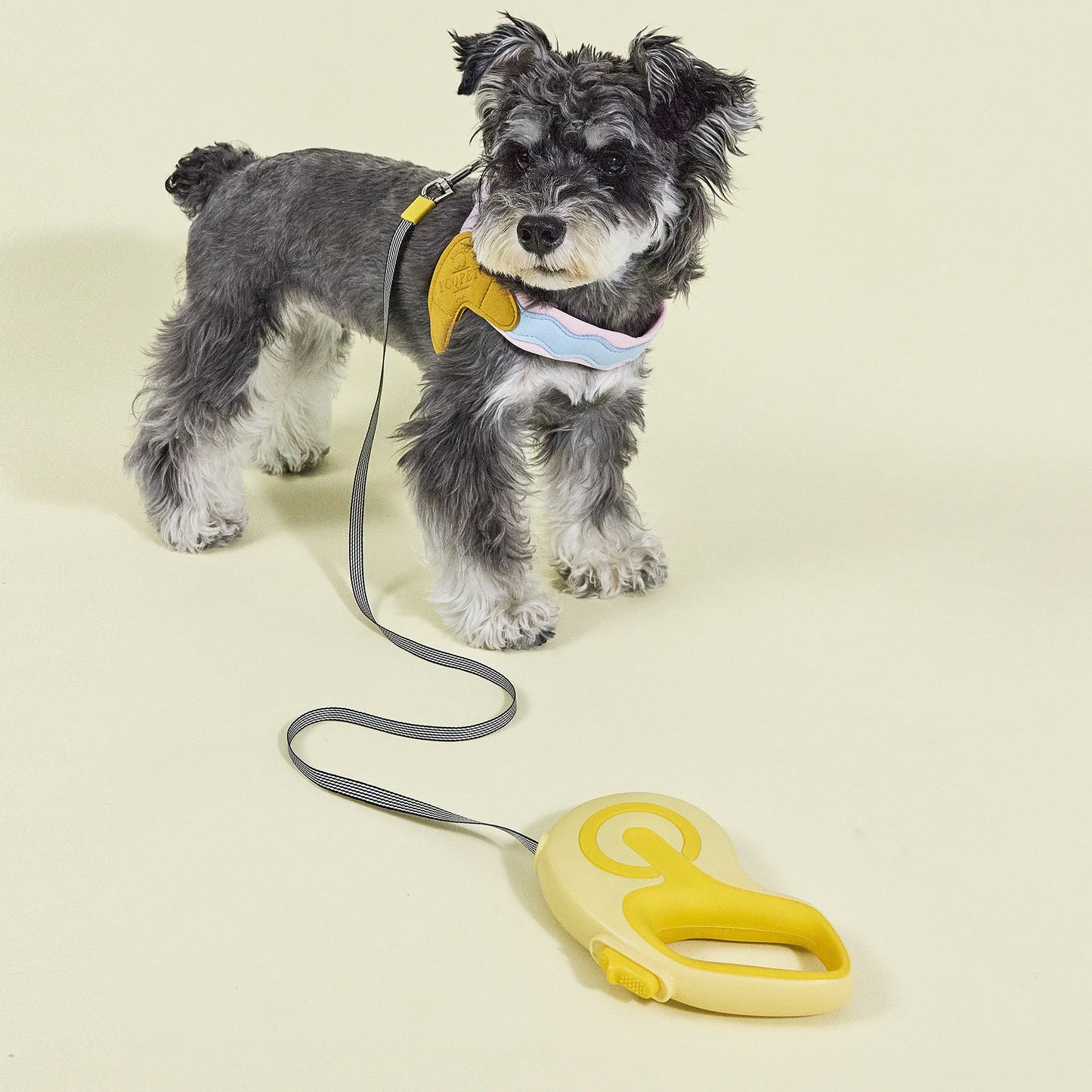 Schnauzer dog standing on a lavender background with a yellow leash clip attached to its harness