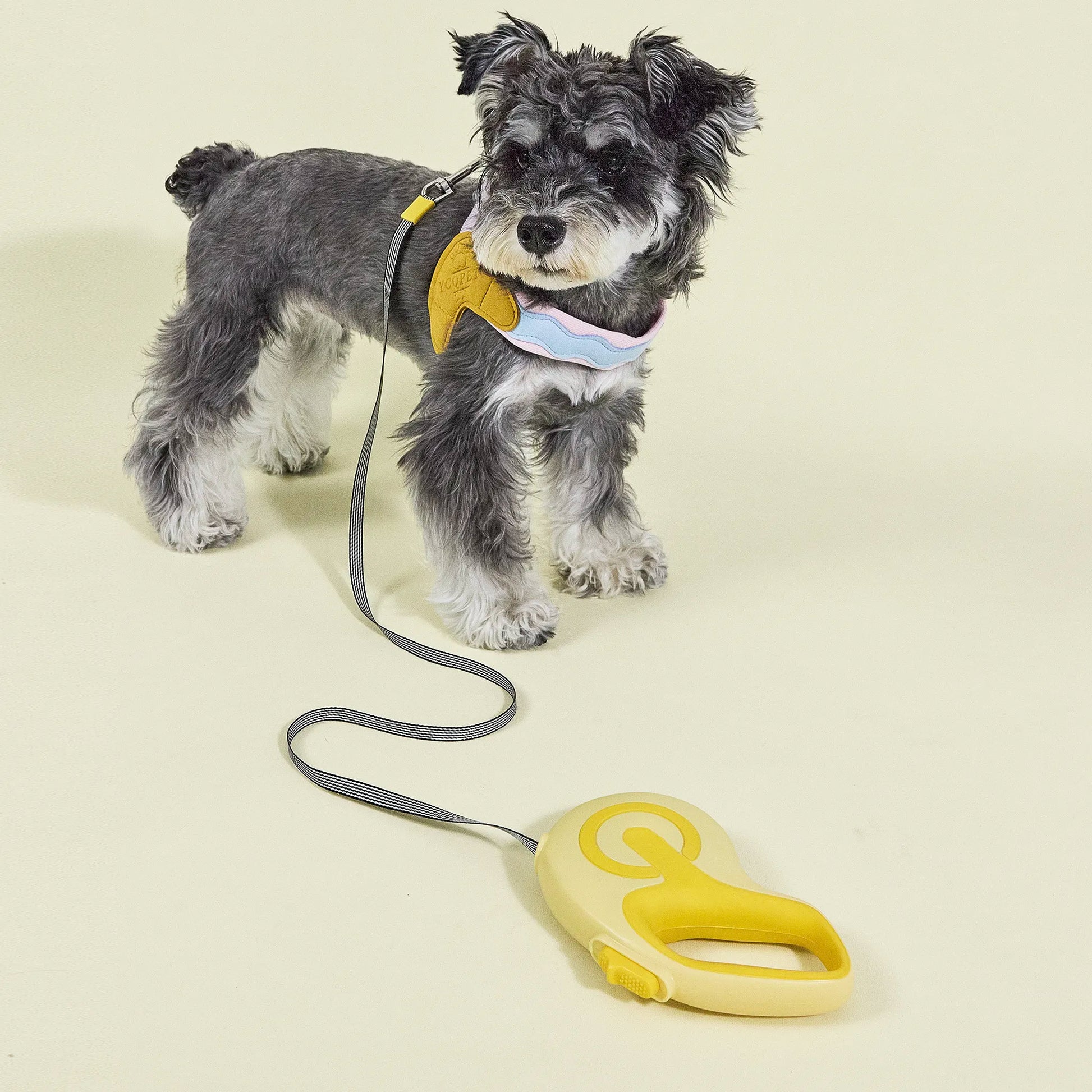 Schnauzer dog standing on a lavender background with a yellow leash clip attached to its harness