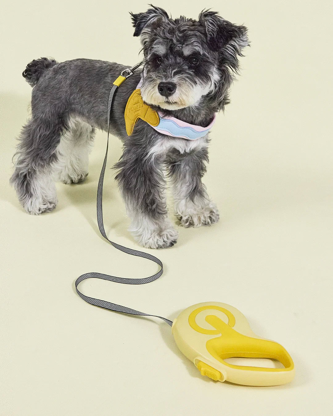 Schnauzer dog standing on a lavender background with a yellow leash clip attached to its harness