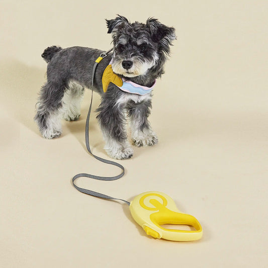 Schnauzer dog standing on a lavender background with a yellow leash clip attached to its harness