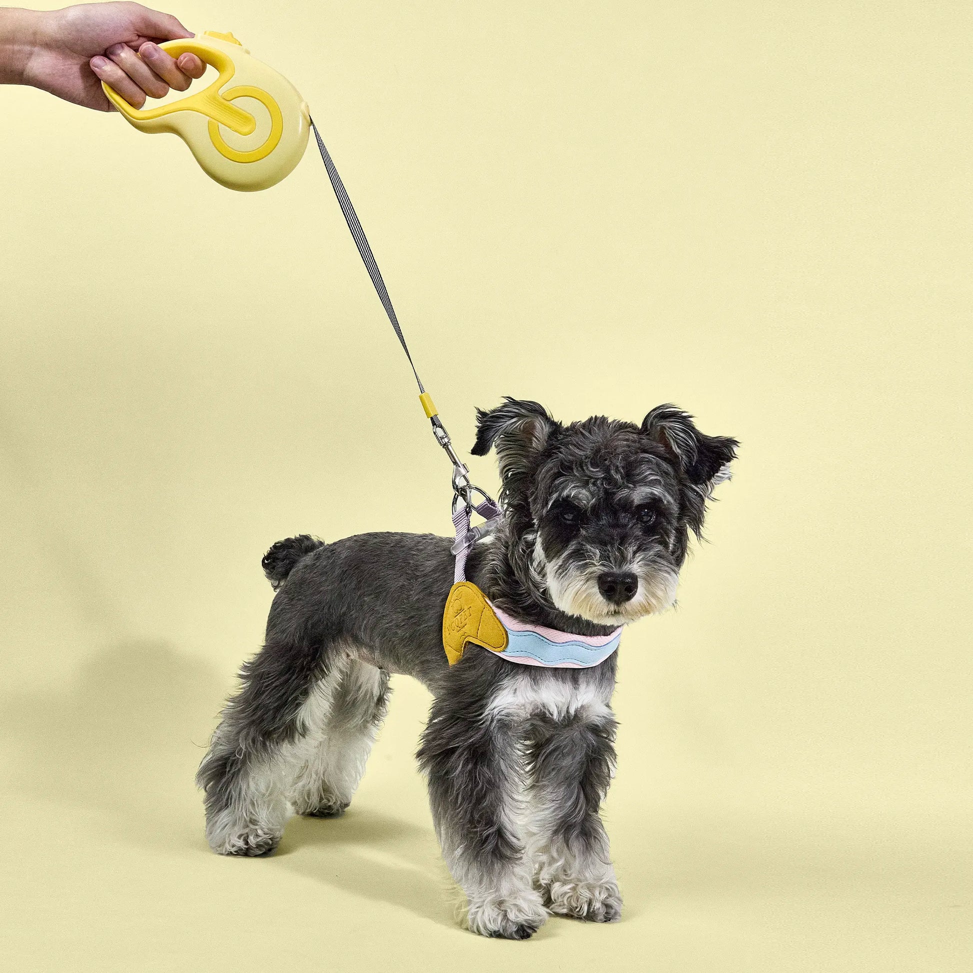 Dog standing on hind legs reaching toward a yellow retractable leash held in hand