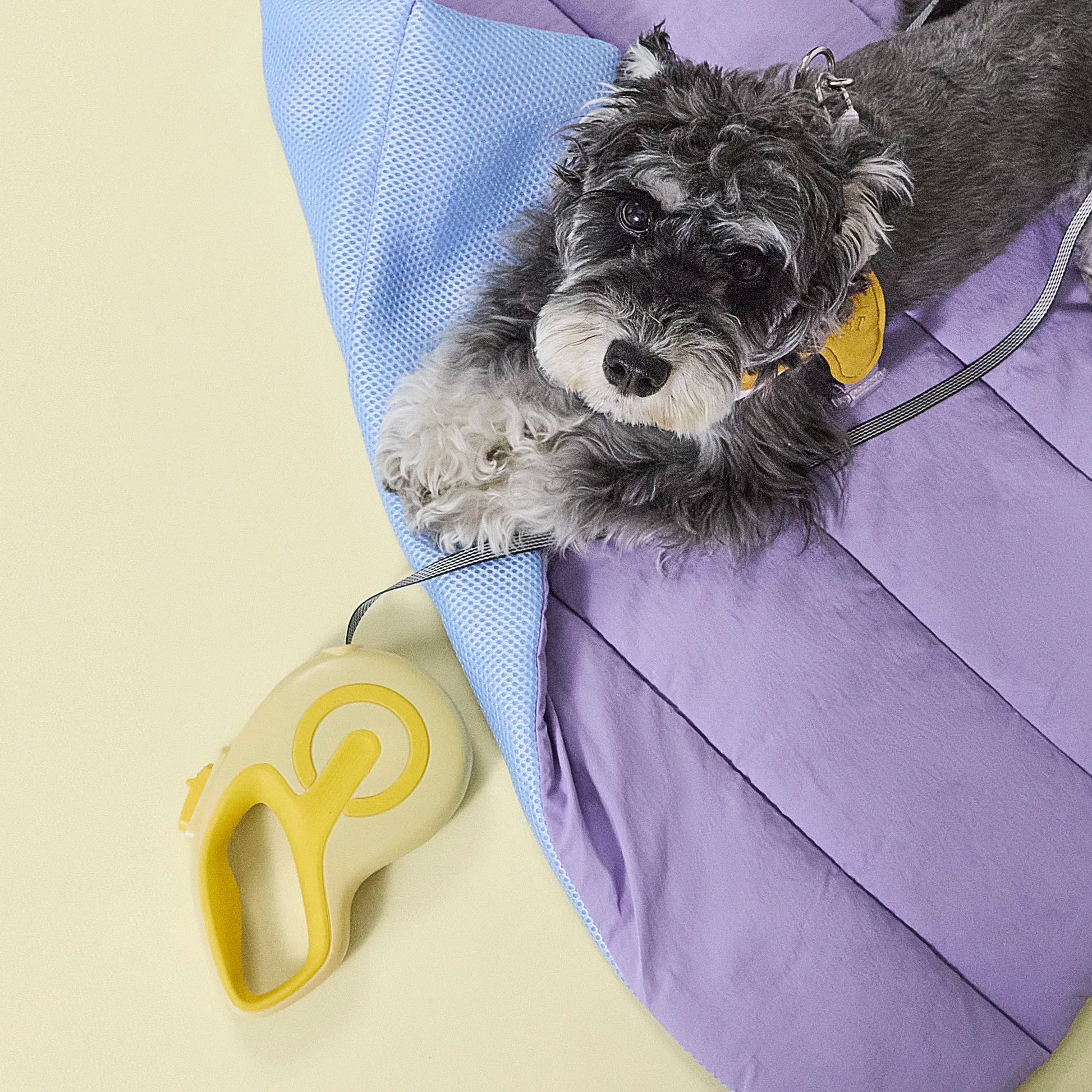 Schnauzer dog sitting on a purple and blue pet bed with a yellow retractable leash nearby
