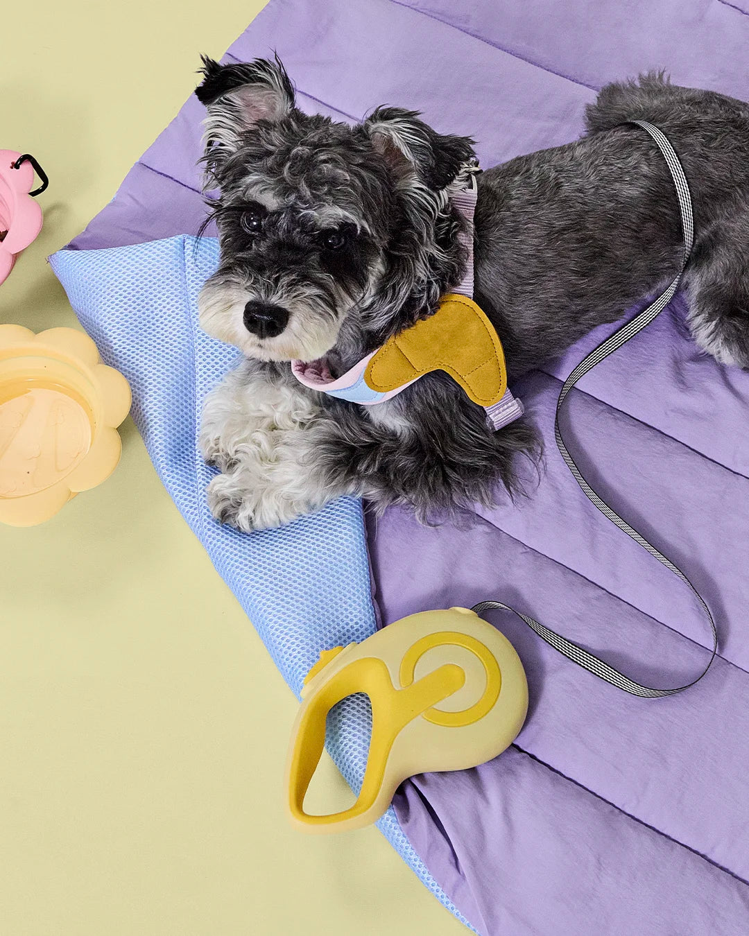 Schnauzer dog sitting on a purple and blue pet bed with a yellow retractable leash nearby