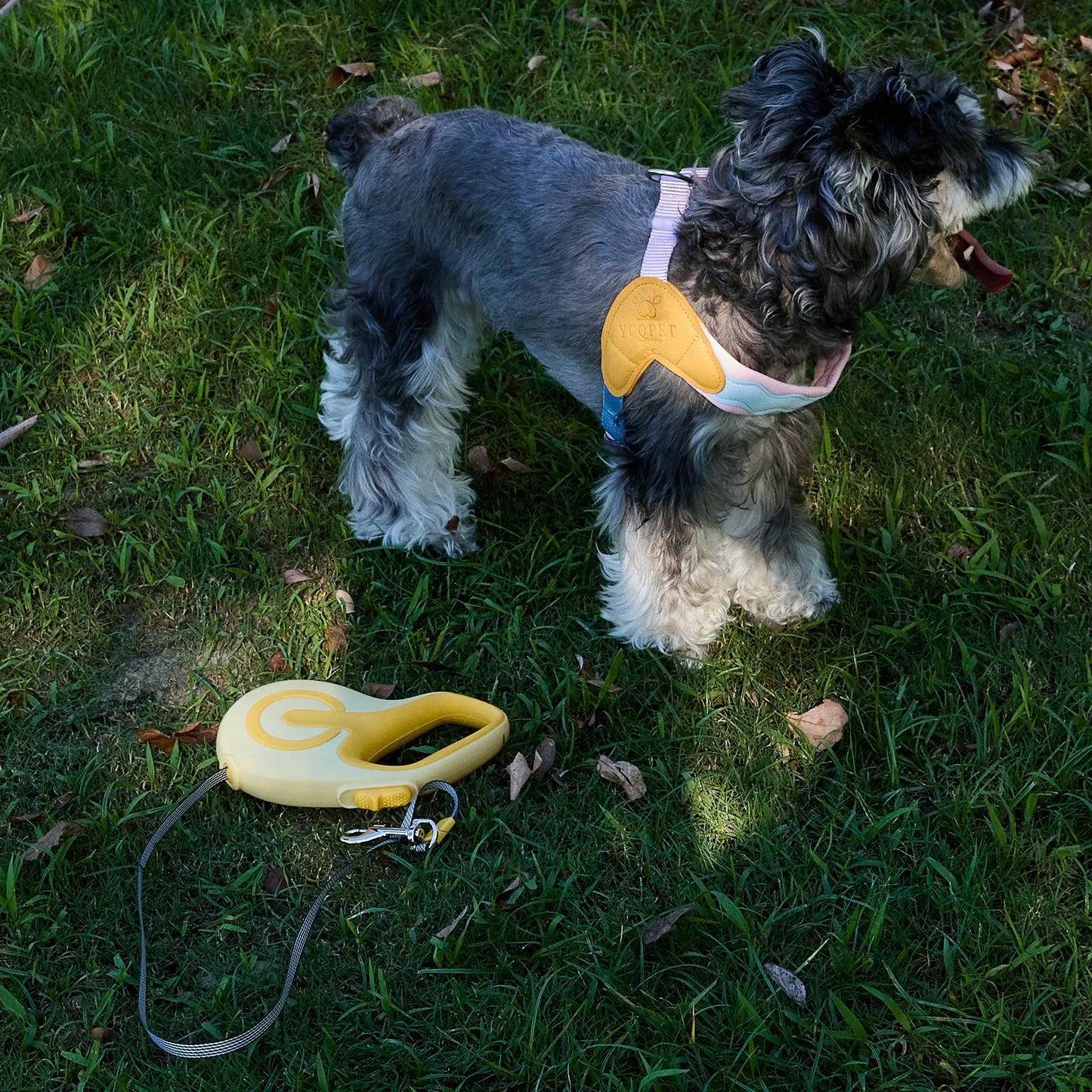 Dog standing on green grass outdoors wearing a Charpaw retractable leash