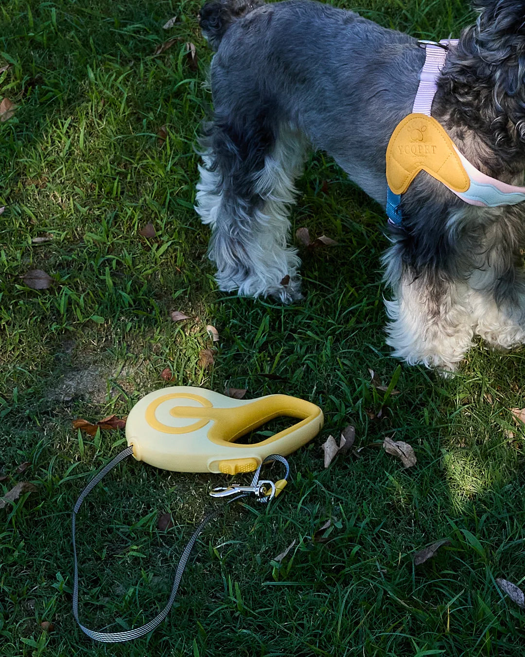 Dog standing on green grass outdoors wearing a Charpaw retractable leash