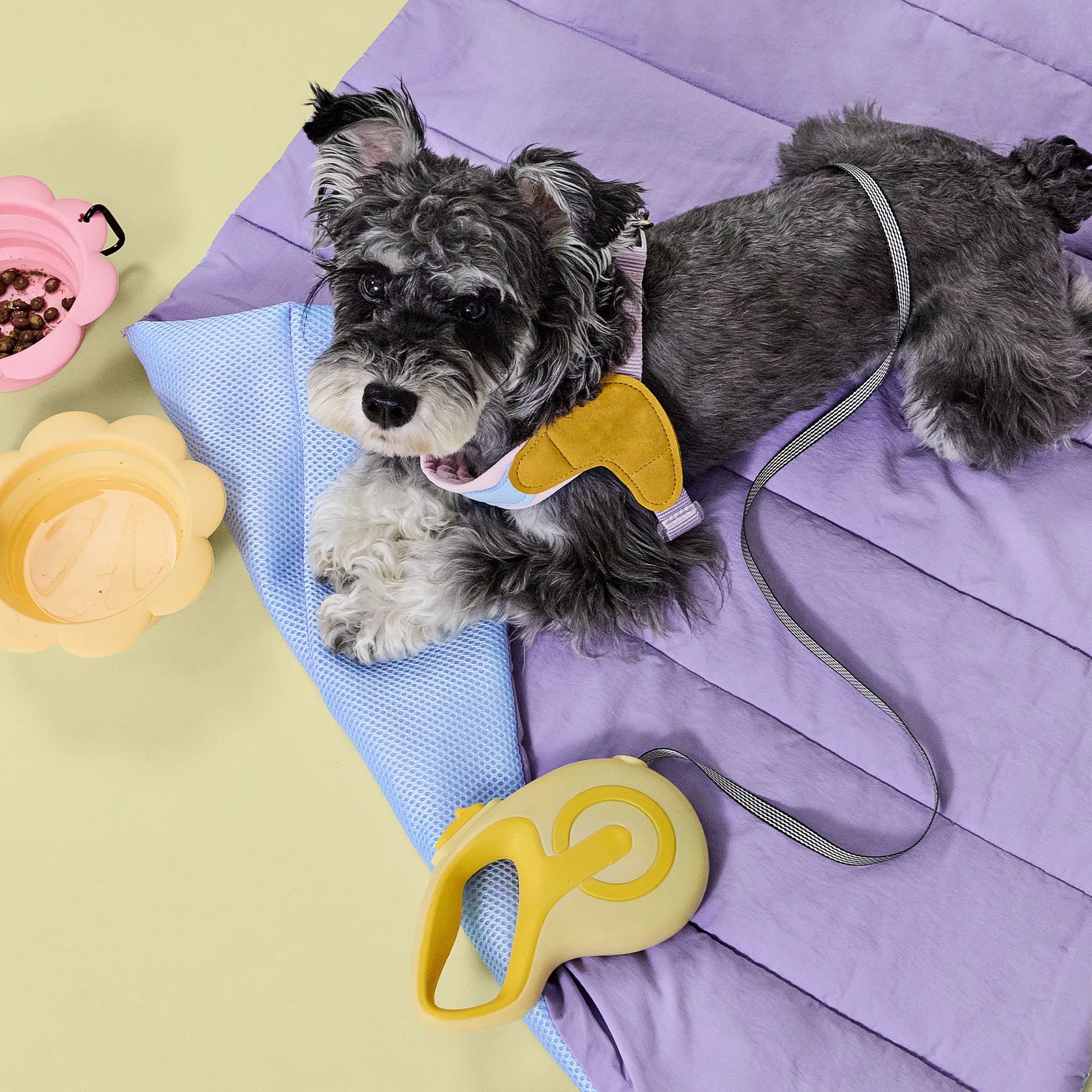 Schnauzer dog wearing a pink harness lying on a purple pet bed, with a yellow Charpaw retractable leash attached