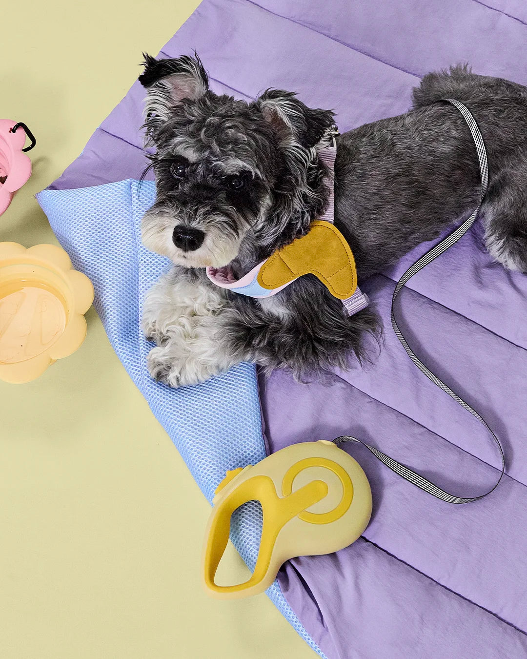 Schnauzer dog wearing color block harness lying on a purple outdoor