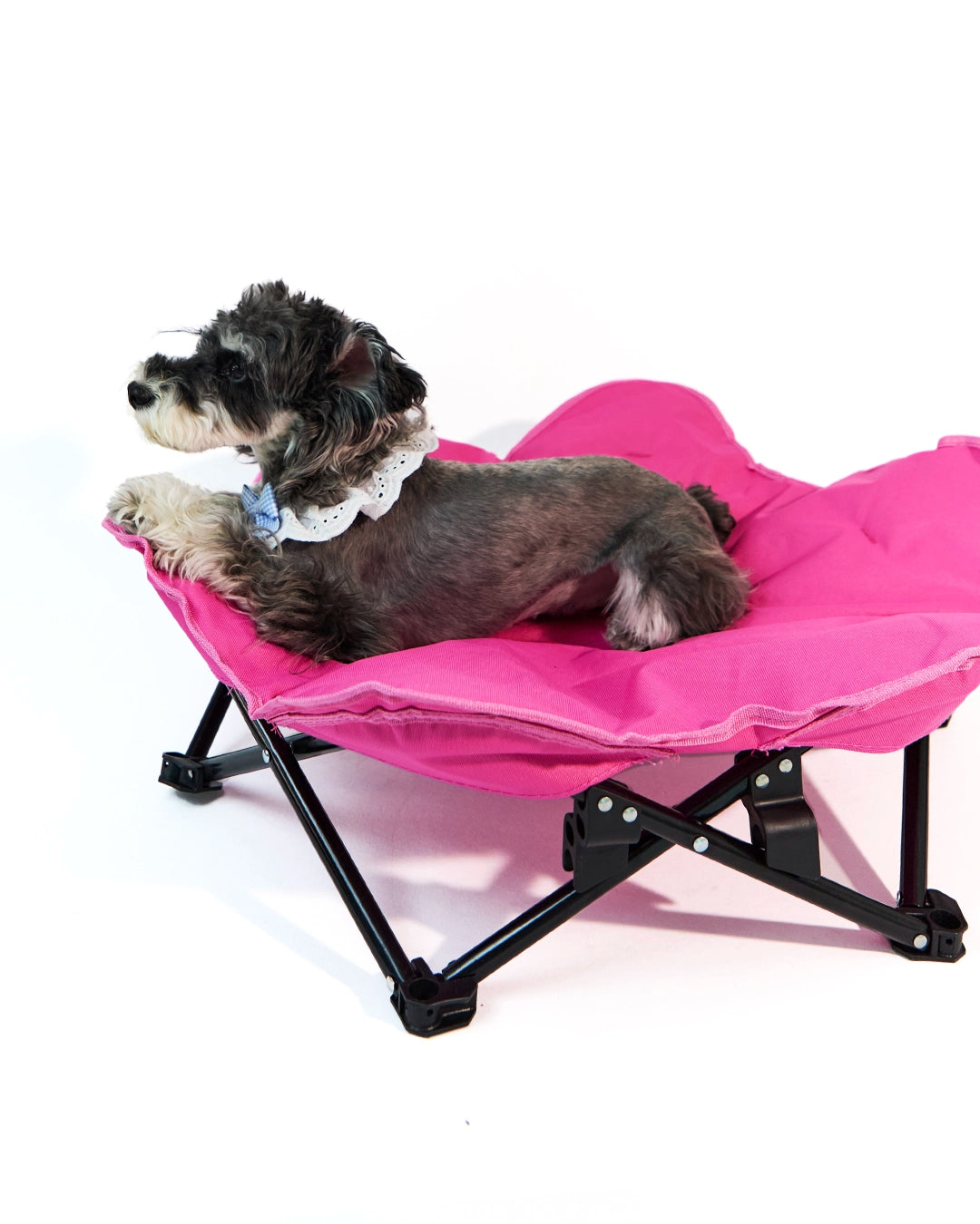 Dog lying down happily on a plush elevated dog cot with sturdy steel frame