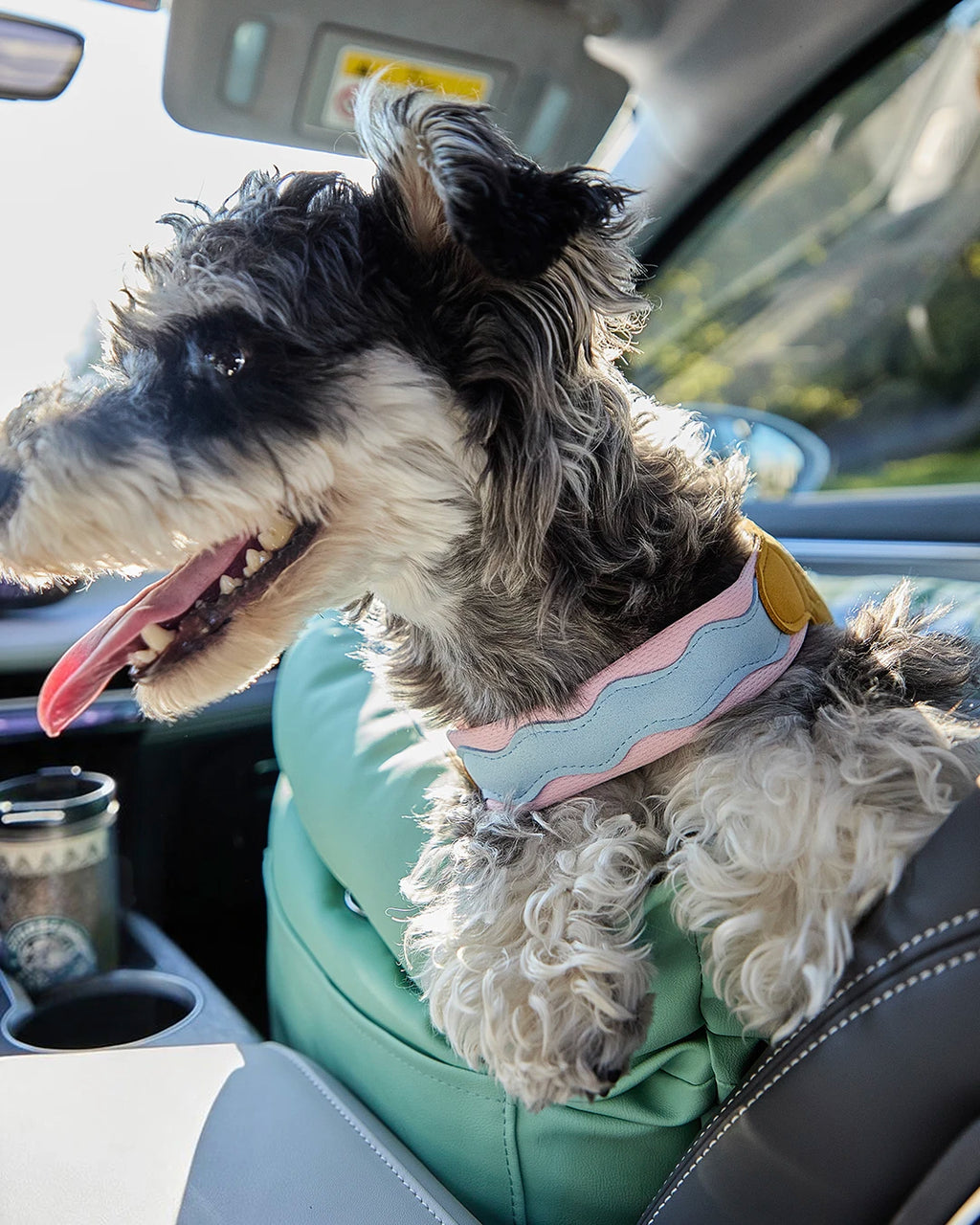 Small dog enjoying the ride safely from the booster seat secured in the front passenger seat, suitable for both dogs and cats.