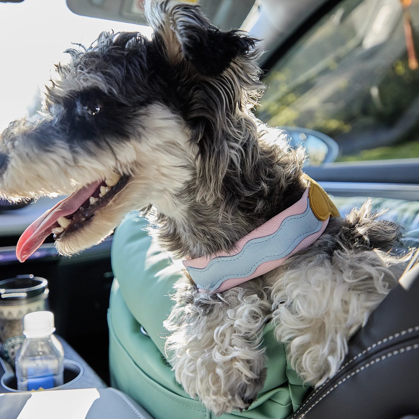 Small dog enjoying the ride safely from the booster seat secured in the front passenger seat, suitable for both dogs and cats.