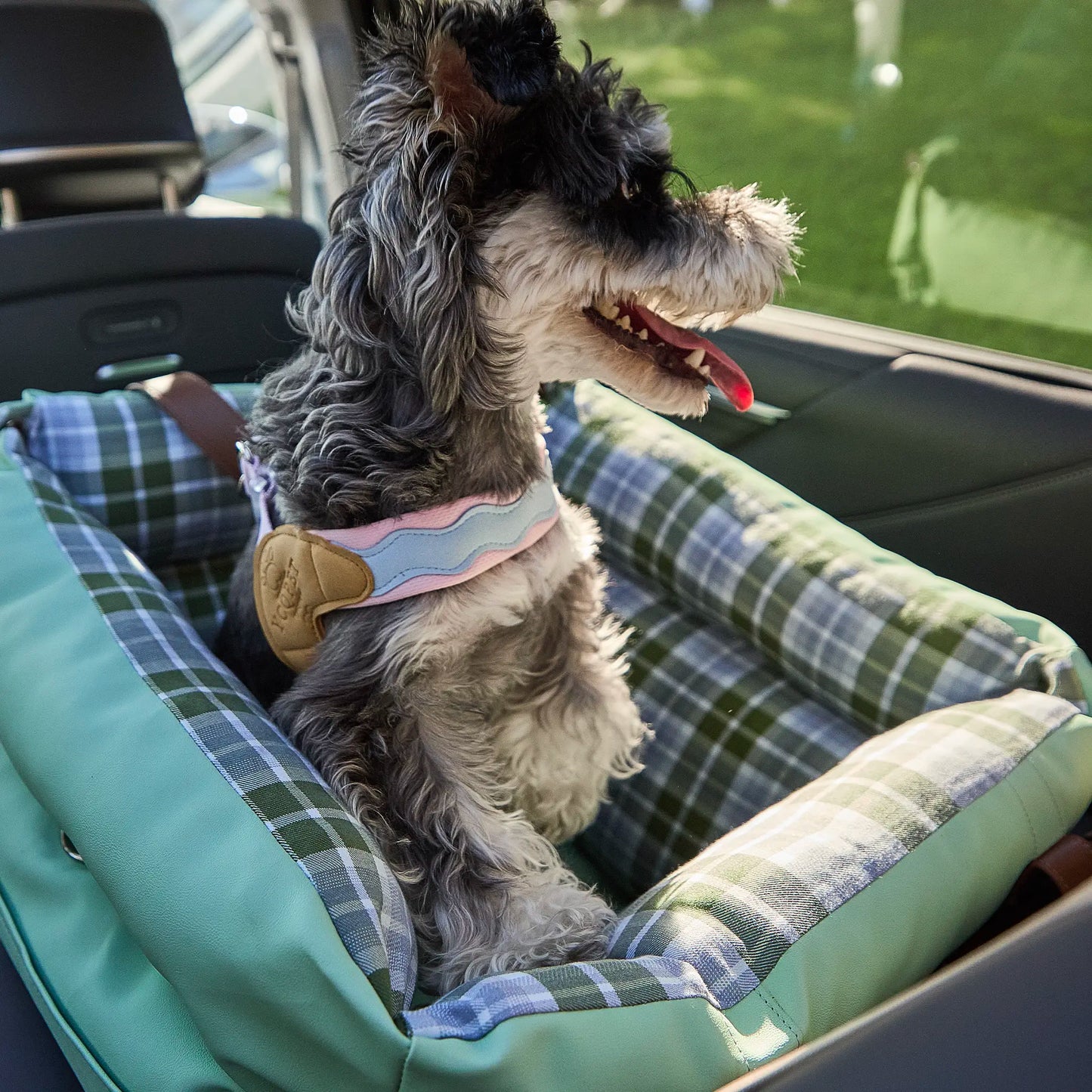 Close-up of dog wearing harness in car seat for safe travel