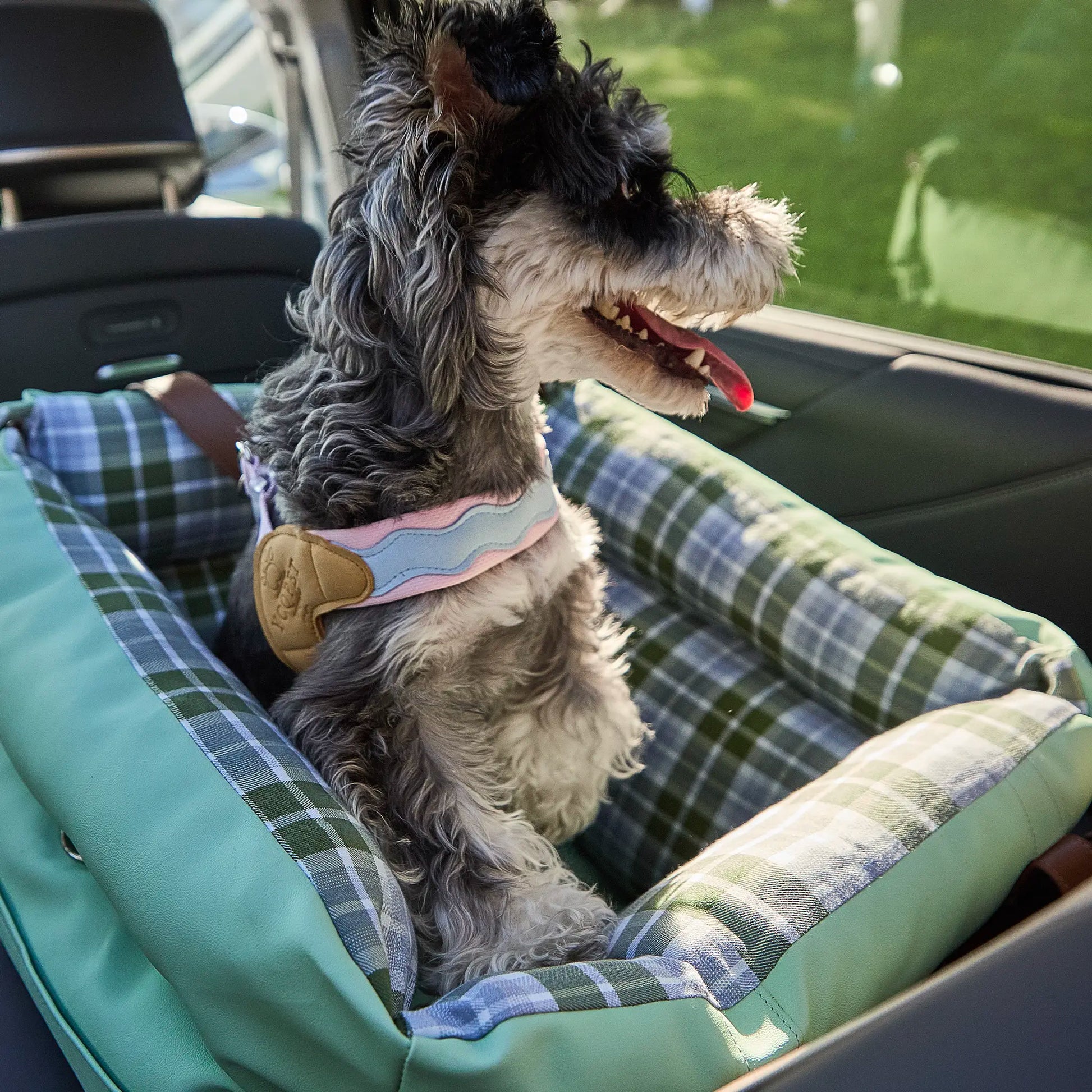 Close-up of dog wearing harness in car seat for safe travel