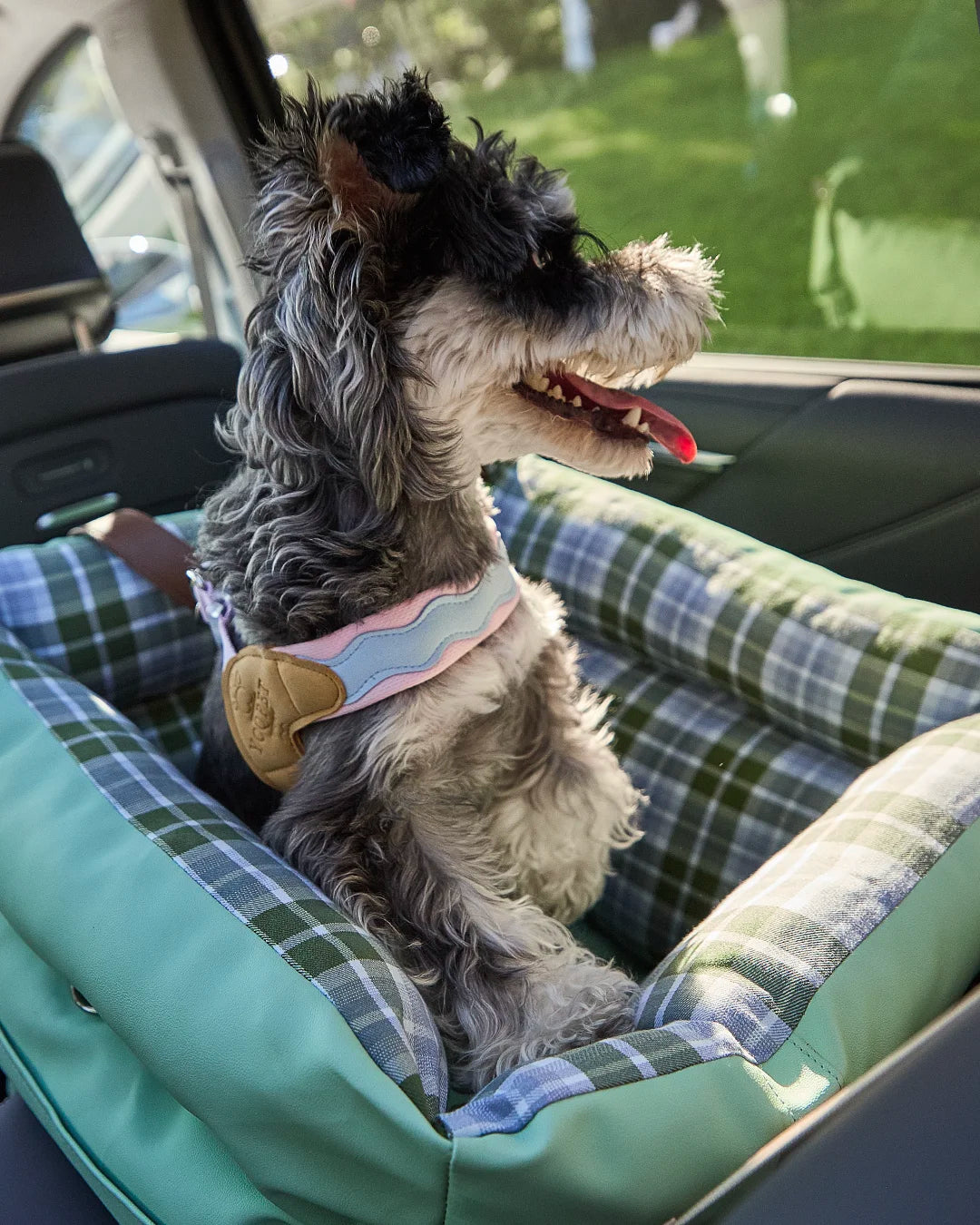 Close-up of dog wearing harness in car seat for safe travel