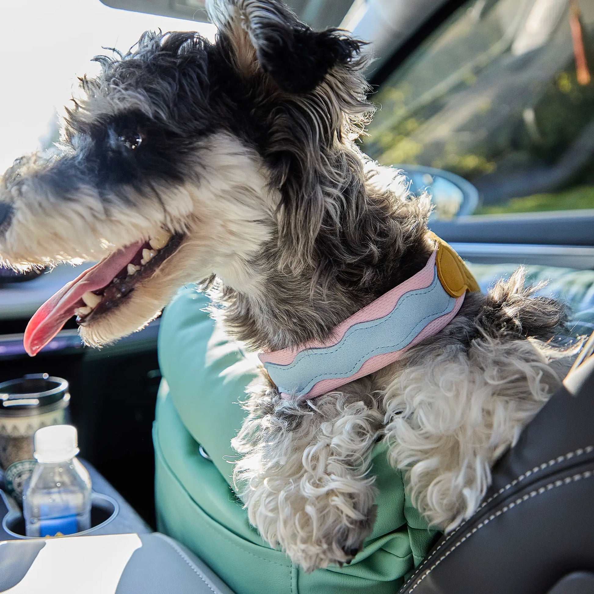 Dog secured in car seat wearing adjustable no-pull harness