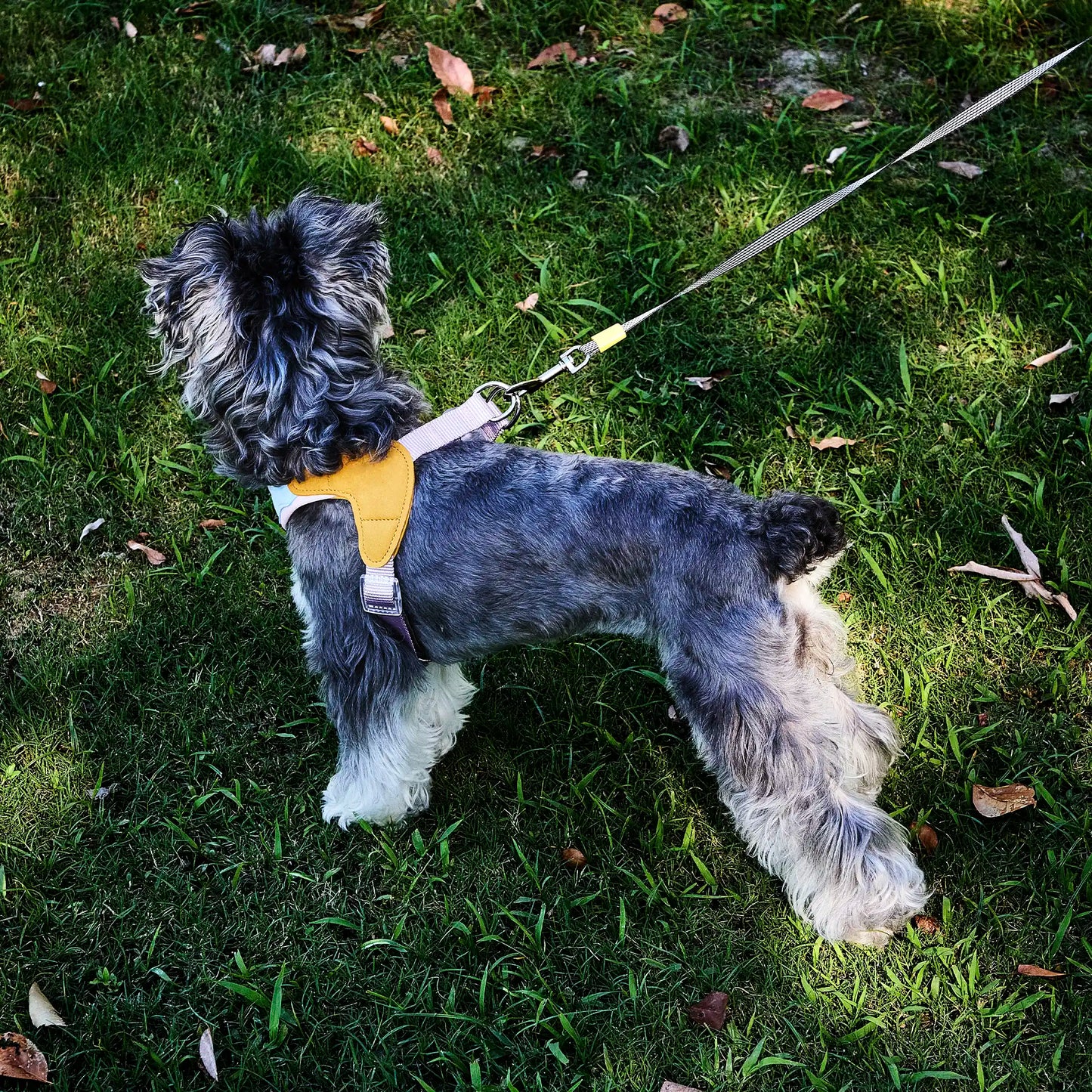 Dog wearing harness secured to car seatbelt using built-in D-ring
