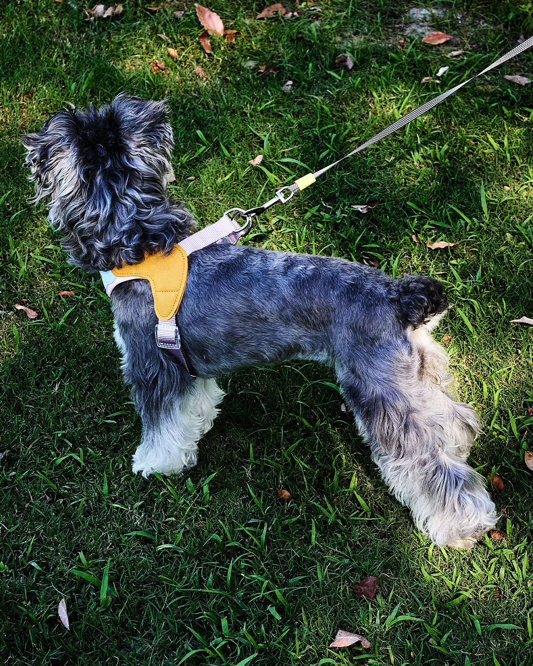 Dog wearing harness secured to car seatbelt using built-in D-ring
