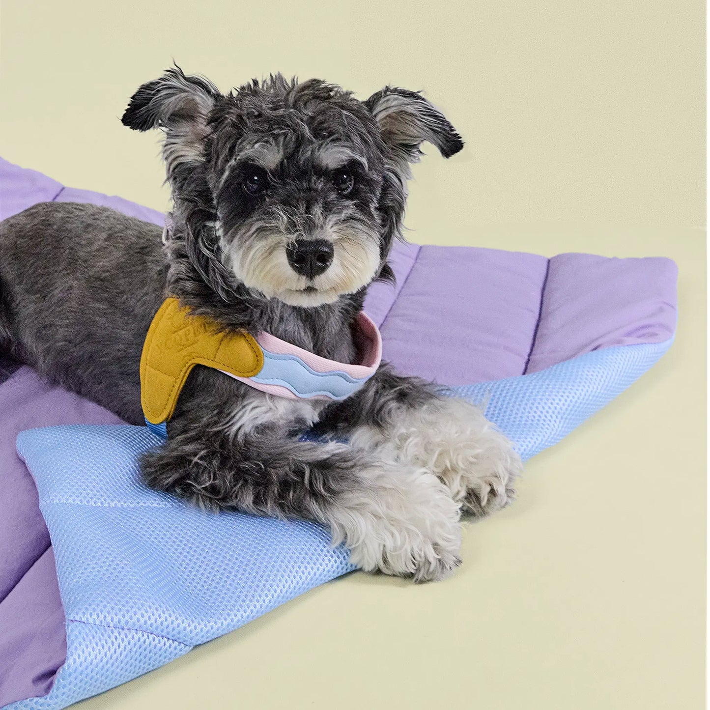 Close-up of dog lying on blue breathable side of dog travel mat