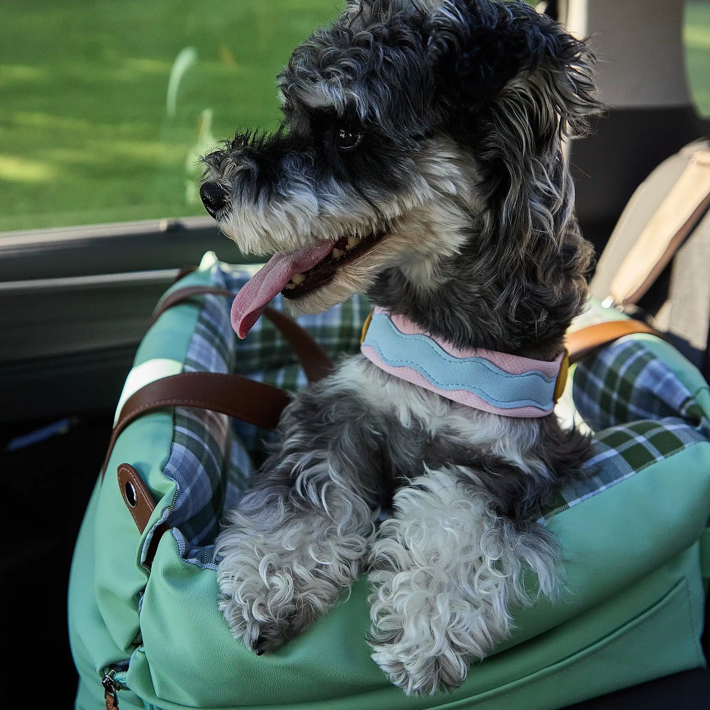 Side profile of dog wearing color block dog harness outdoors on grass