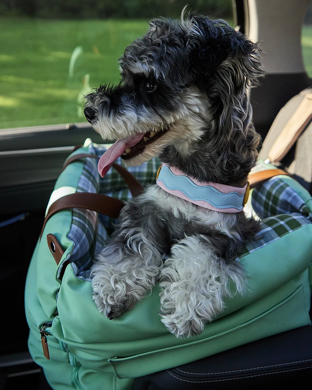 Side profile of dog wearing color block dog harness outdoors on grass
