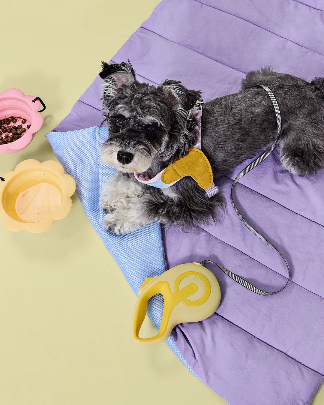 Dog sitting on purple portable pet mat