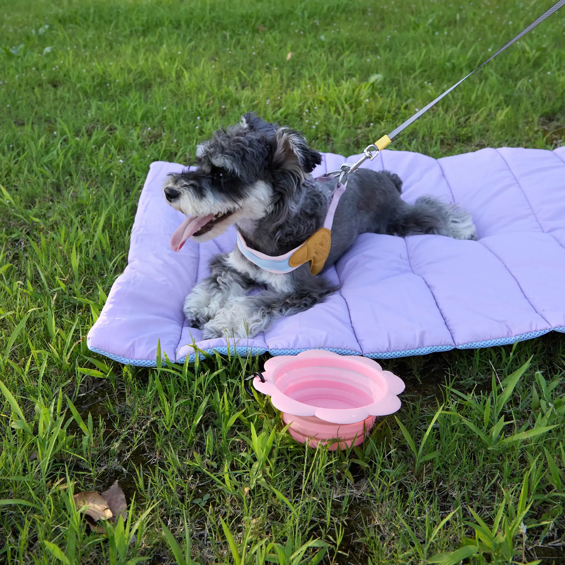 Dog sitting on purple water-repellent travel mat outdoors on grass