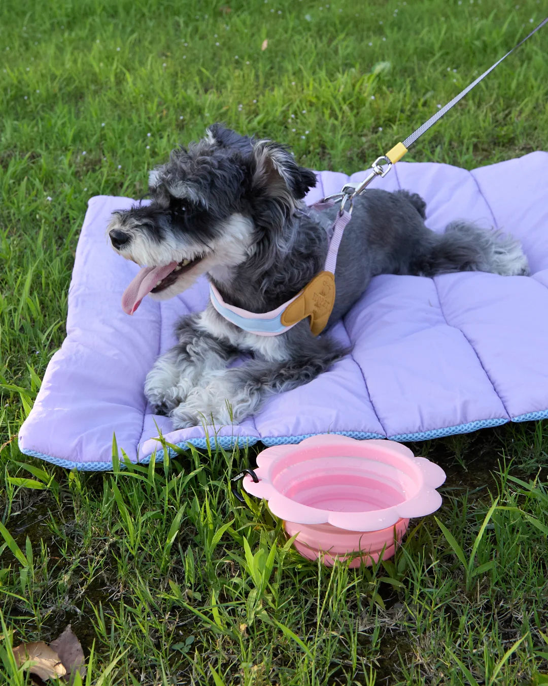 Dog sitting on purple water-repellent travel mat outdoors on grass