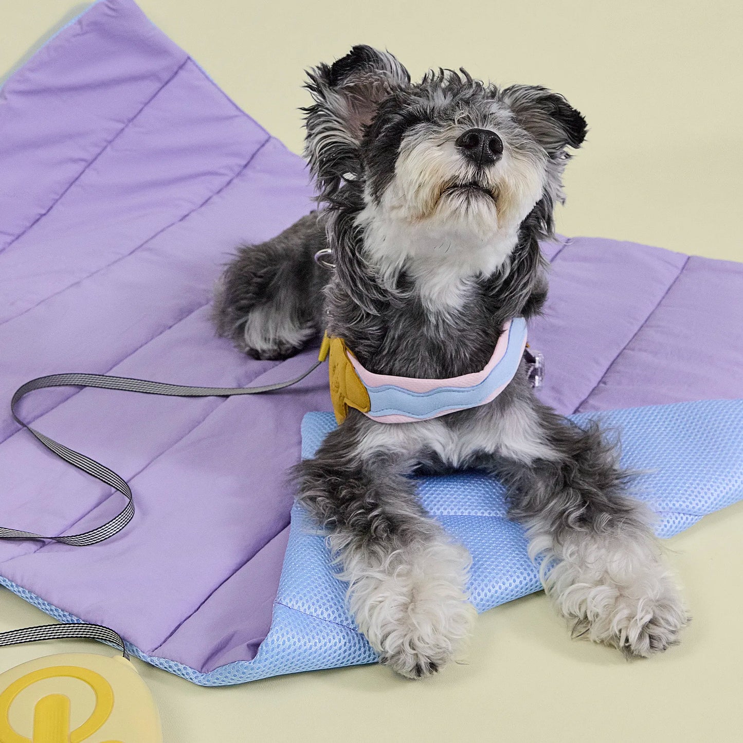 Small dog on a leash sitting on purple reversible dog travel mat