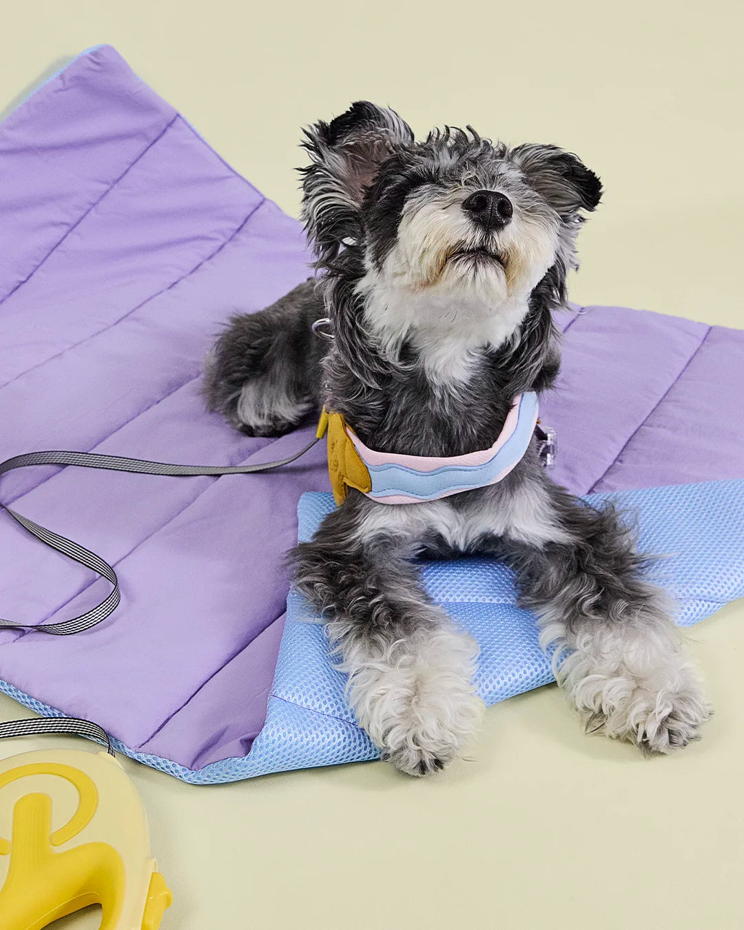 Small dog on a leash sitting on purple reversible dog travel mat