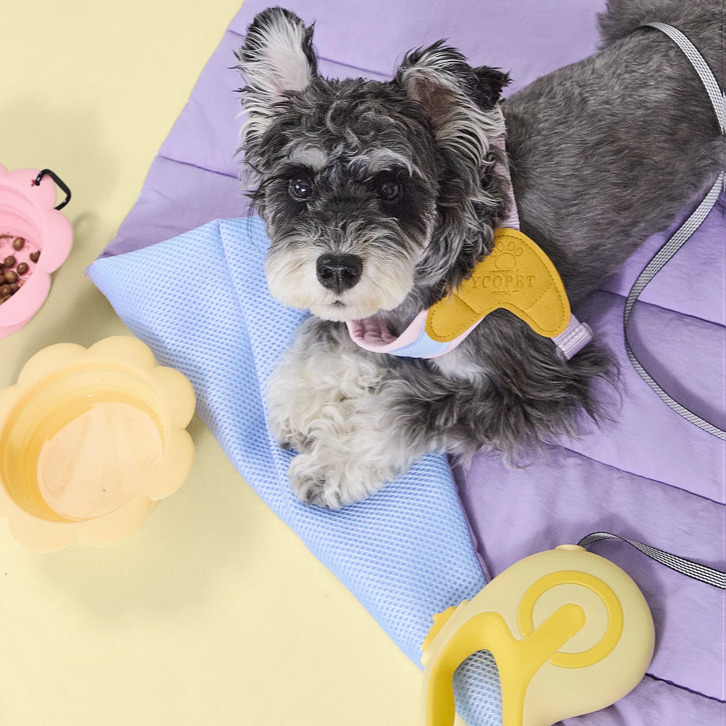 Close-up of dog lying on purple breathable side of dog water-repellent travel mat