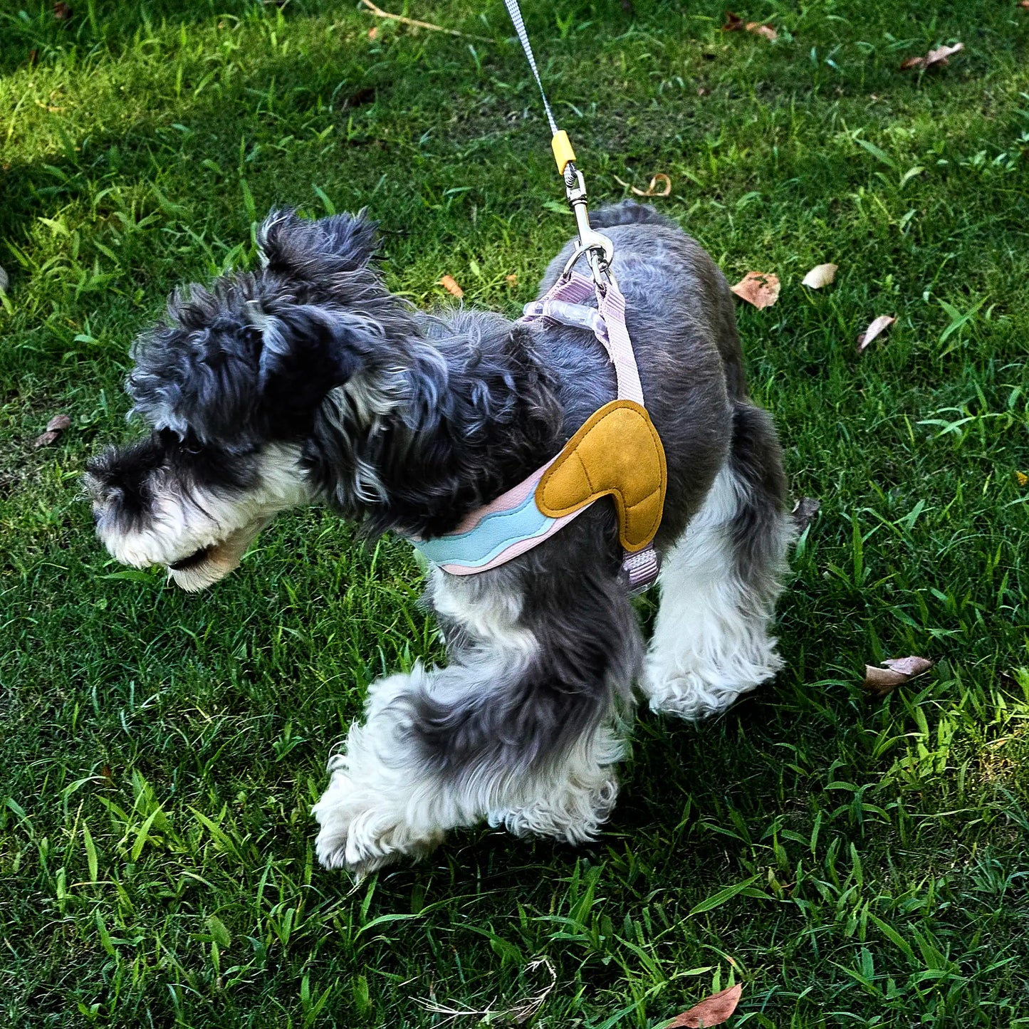 Small dog wearing breathable no-pull Y-shape harness on an outdoor walk