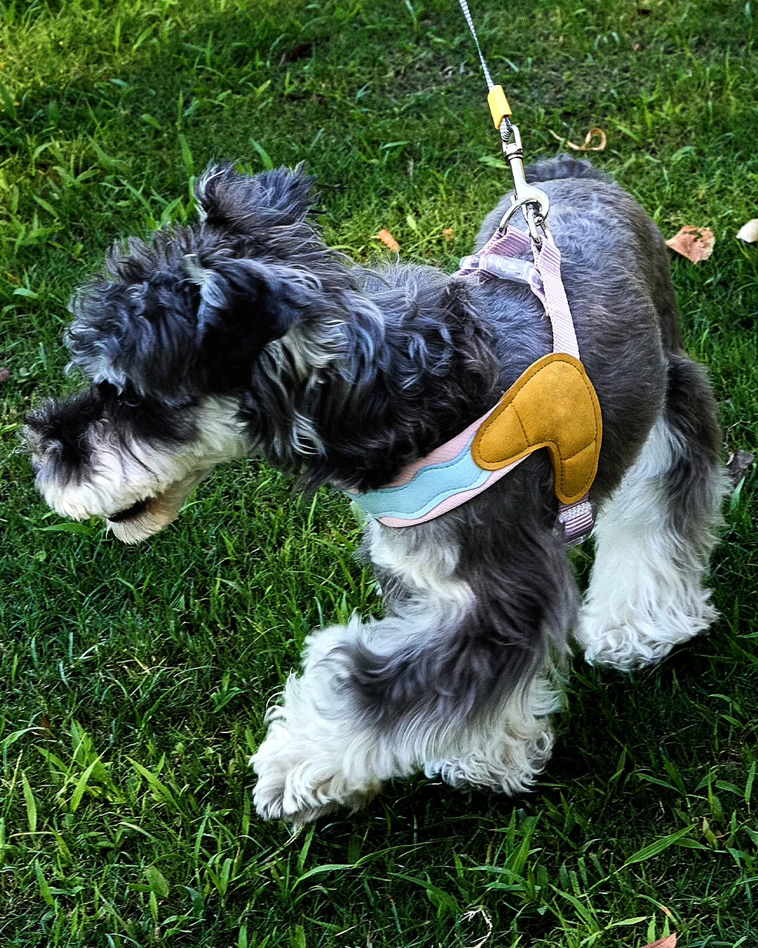 Small dog wearing breathable no-pull Y-shape harness on an outdoor walk